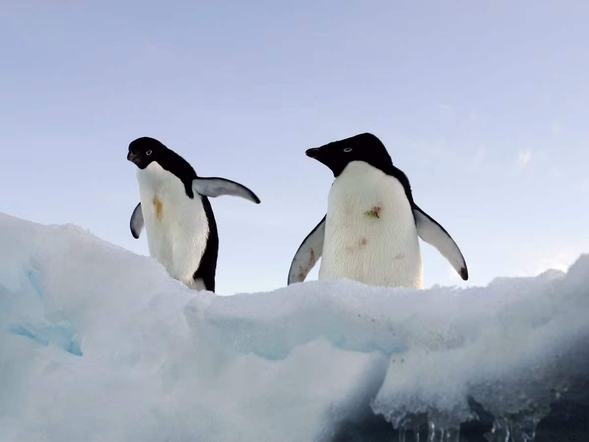 Một nghiên cứu gần đây cho thấy số lượng chim cánh cụt sẽ giảm 19% trong thế kỷ này. Giống như gấu Bắc cực, chim cánh cụt sẽ gặp khó khăn trong việc tìm kiếm thức ăn khi băng tan nhanh do biến đổi khí hậu.