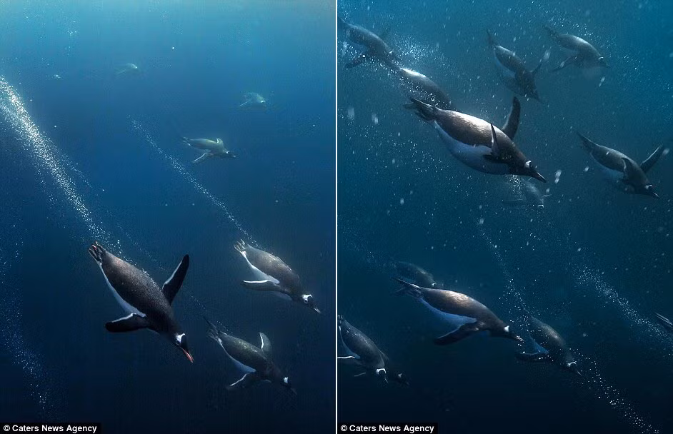 Chim cánh cụt bỏ lại những vệt bọt nước phía sau trong hành trình săn sinh vật phù du.