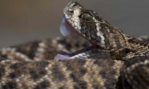 Hy huu be 17 thang tuoi can chet ran cuc doc