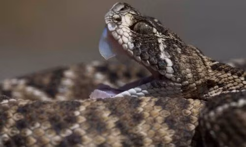 Hy huu be 17 thang tuoi can chet ran cuc doc