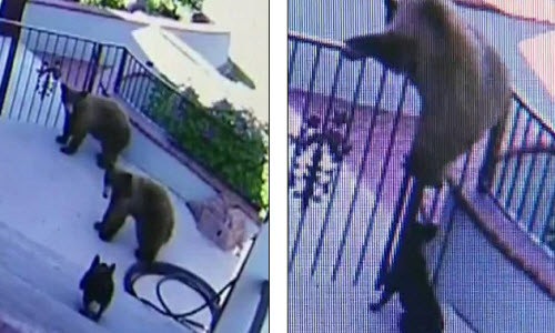 Cho dung cam xua duoi gau nau chay te khoi