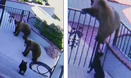 Cho dung cam xua duoi gau nau chay te khoi