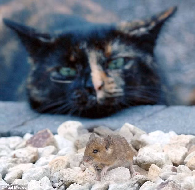 Những bức hình dễ thương này được chụp bởi Paul Mealey.