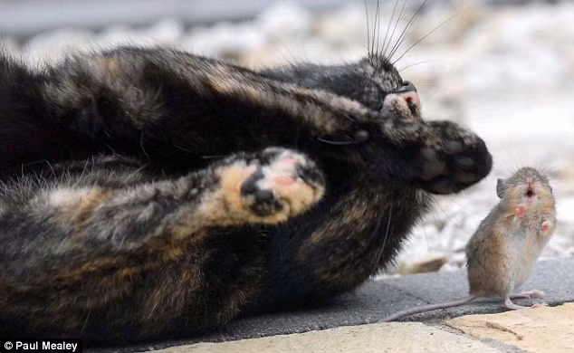 Đôi bạn chơi đùa với nhau khoảng 20 phút, trước khi chuột nhỏ bỏ đi.