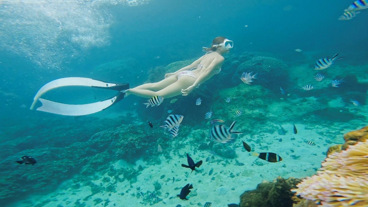 Hoa minh vao lan nuoc bien o Phu Quy, lan ngam san ho