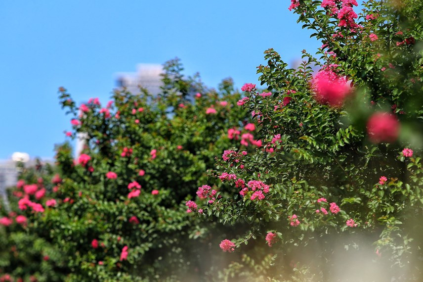 Tuy nhiên, hàng phong lá đỏ héo úa không đáp lại được sự kỳ vọng của người dân Thủ đô đã được đánh chuyển đi để nhường lại chất dinh dưỡng cho cây hoa tường vi.
