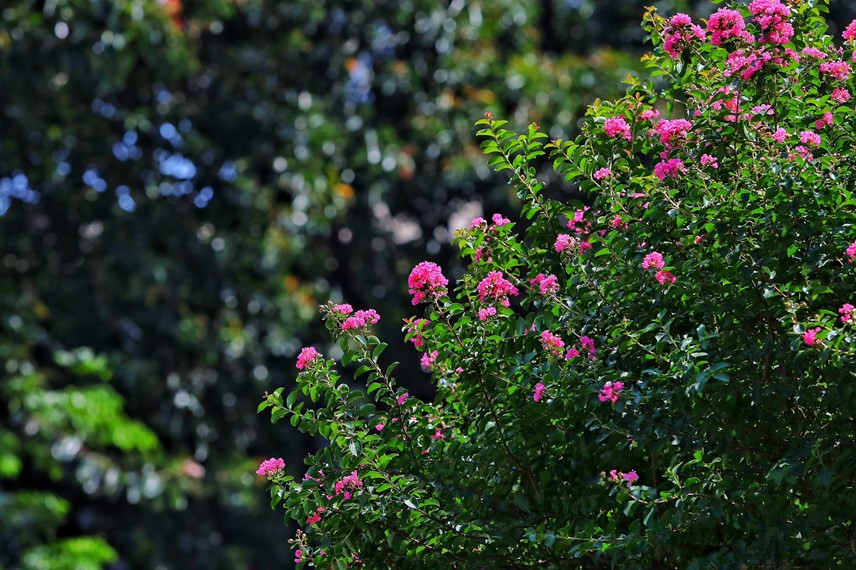 Ở Việt Nam, cây tường vi được trồng nhiều ở Hà Nội và Đà Lạt.