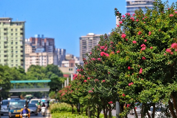 Trước đây, tuyến đường Trần Duy Hưng và Nguyễn Chí Thanh được trồng ba tầng cây xanh với nhiều loại cây khác nhau ở dải phân cách. Tầng trên cùng là cây phong, tầng giữa là hoa tường vi cánh mỏng màu hồng và tầng dưới cùng là các loài hoa.