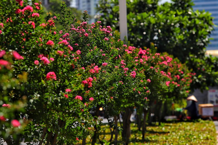 Tường vi là loại cây dễ thích nghi, tán không quá rộng, kích thước trung bình dưới 2,5 mét, có tính thẩm mỹ nên thường được lựa chọn trồng cây cảnh quan.