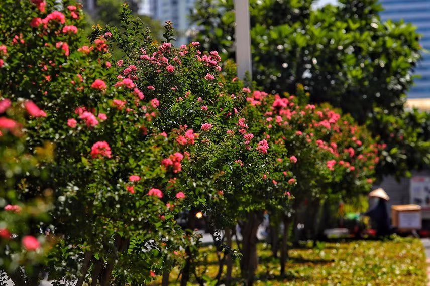 Tường vi là loại cây dễ thích nghi, tán không quá rộng, kích thước trung bình dưới 2,5 mét, có tính thẩm mỹ nên thường được lựa chọn trồng cây cảnh quan.