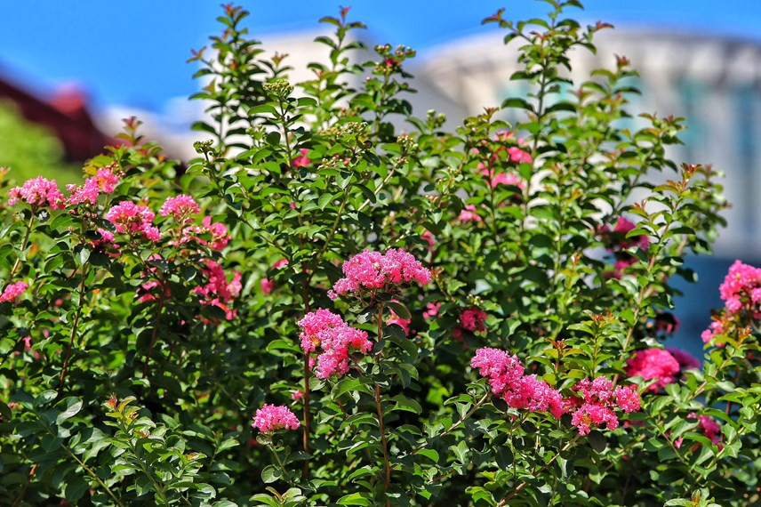 Hoa tường vi được trồng tại dải phân cách hai tuyến đường thuộc dòng cây thân gỗ nhỏ, phân cành nhánh và trổ những chồi non xanh mướt suốt mùa xuân đến cuối thu.