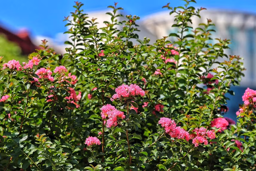 Hoa tường vi được trồng tại dải phân cách hai tuyến đường thuộc dòng cây thân gỗ nhỏ, phân cành nhánh và trổ những chồi non xanh mướt suốt mùa xuân đến cuối thu.