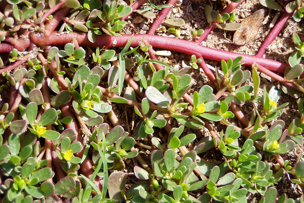 Nhung loai rau dai o Viet Nam duoc the gioi san lung-Hinh-2