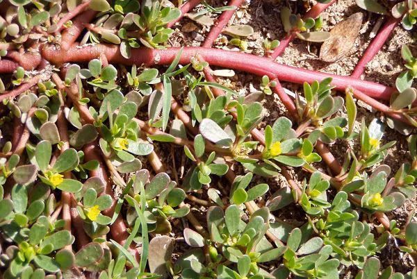 Nhung loai rau dai o Viet Nam duoc the gioi san lung-Hinh-2