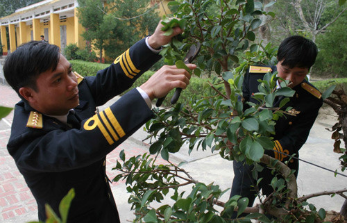 ... và cắt tỉa cây cảnh đón Tết.