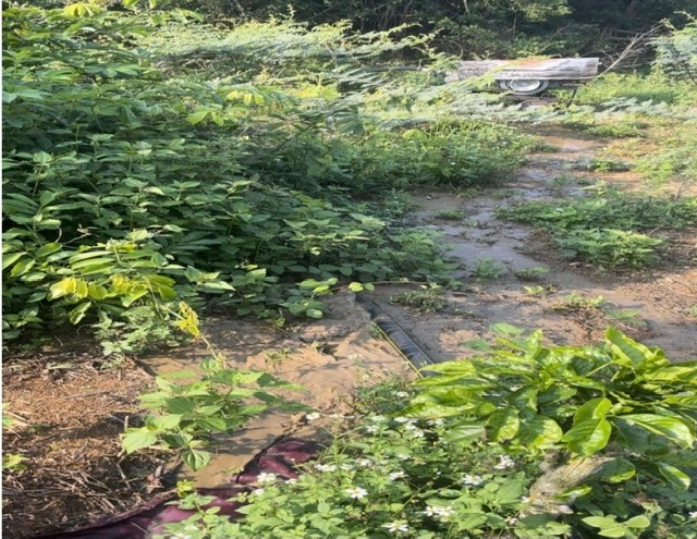 Xả thải ra môi trường, trang trại nuôi heo bị phạt gần 500 triệu Xa thai ra moi truong, trang trai nuoi heo bi phat gan 500 trieu