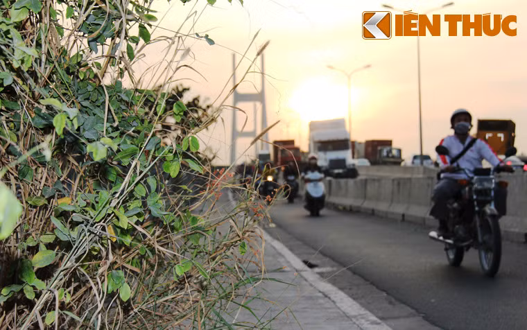 Dọc 2 bên đường lên và xuống cầu Phú Mỹ (hướng quận 2), tình trạng cỏ cây mọc um tùm che khuất tầm nhìn của người đi đường tồn tại đã lâu nhưng không được ai quang phát.