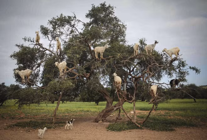 Đàn dê trèo lên cây để ăn lá tại thành phố Essaouira, Ma-rốc.
