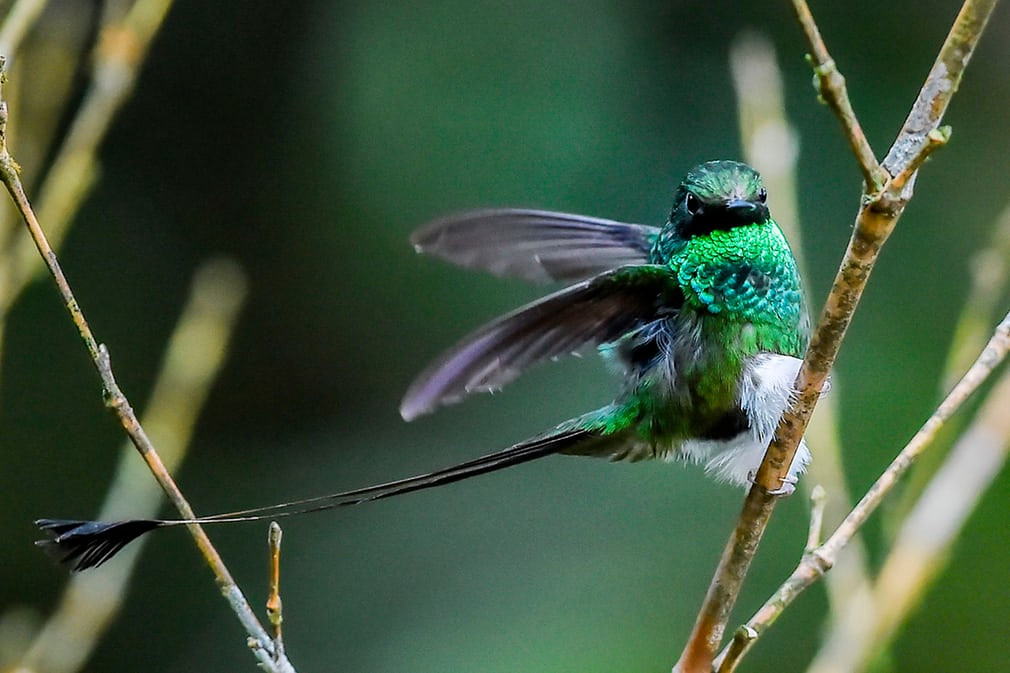 Chim ruồi đuôi dài đậu trên cây trong rừng ở San Antonio, Colombia. (Nguồn Guardian)