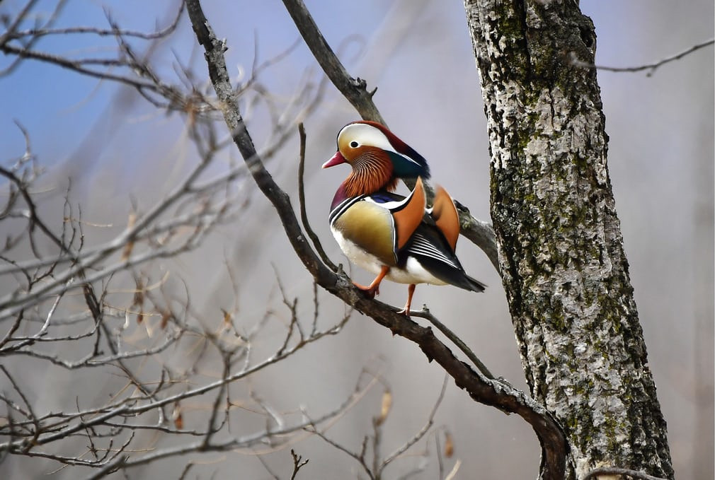 Vịt trời đậu trên cây cạnh sông Solyonaya Protoka ở ngoại ô thành phố Vladivostok, Nga. (Nguồn Guardian)
