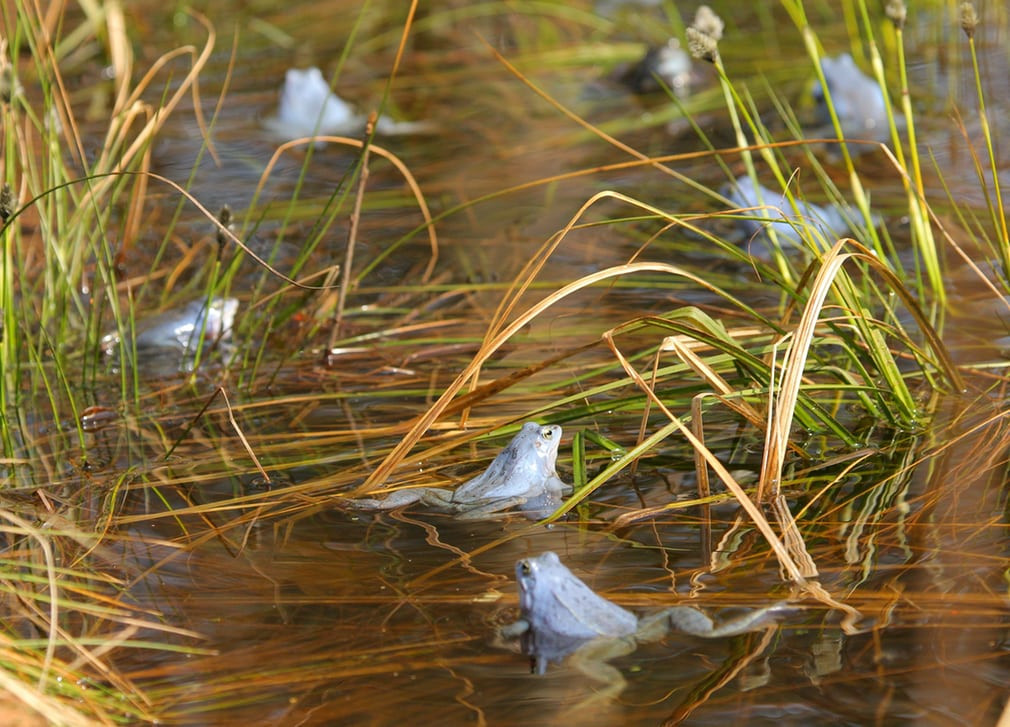 Những con ếch truông chuẩn bị "yêu đương" dưới hồ nước trong rừng Kudypy gần thành phố Olsztyn, Ba Lan. (Nguồn Guardian)