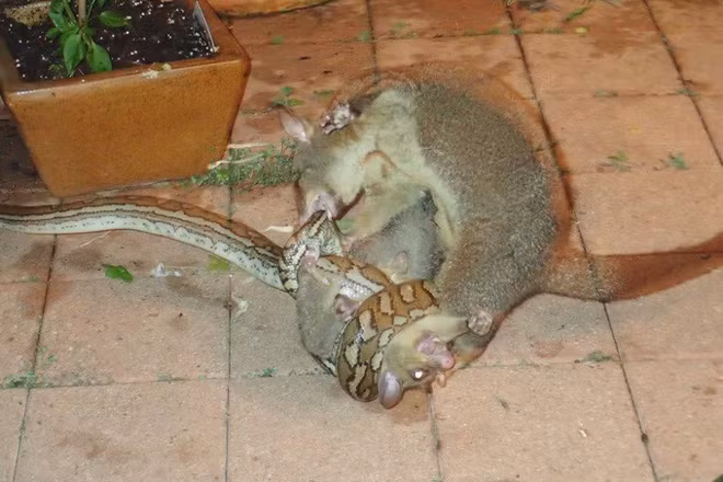 Hình ảnh động vật đẹp ghi cảnh Christine Birch William chụp được cảnh tượng chồn possum mẹ tung đòn tấn công dữ dội để cứu con của nó khỏi trăn đói tại sân sau nhà cô ở Queensland, Australia. (Nguồn Guardian)