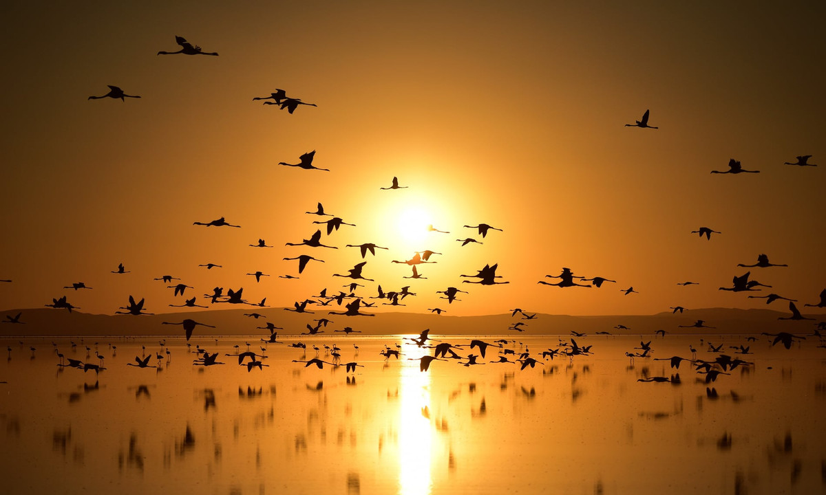 Chim hồng hạc bay trên hồ Tuz lúc bình minh ở Aksaray, Thổ Nhĩ Kỳ. (Nguồn Guardian)