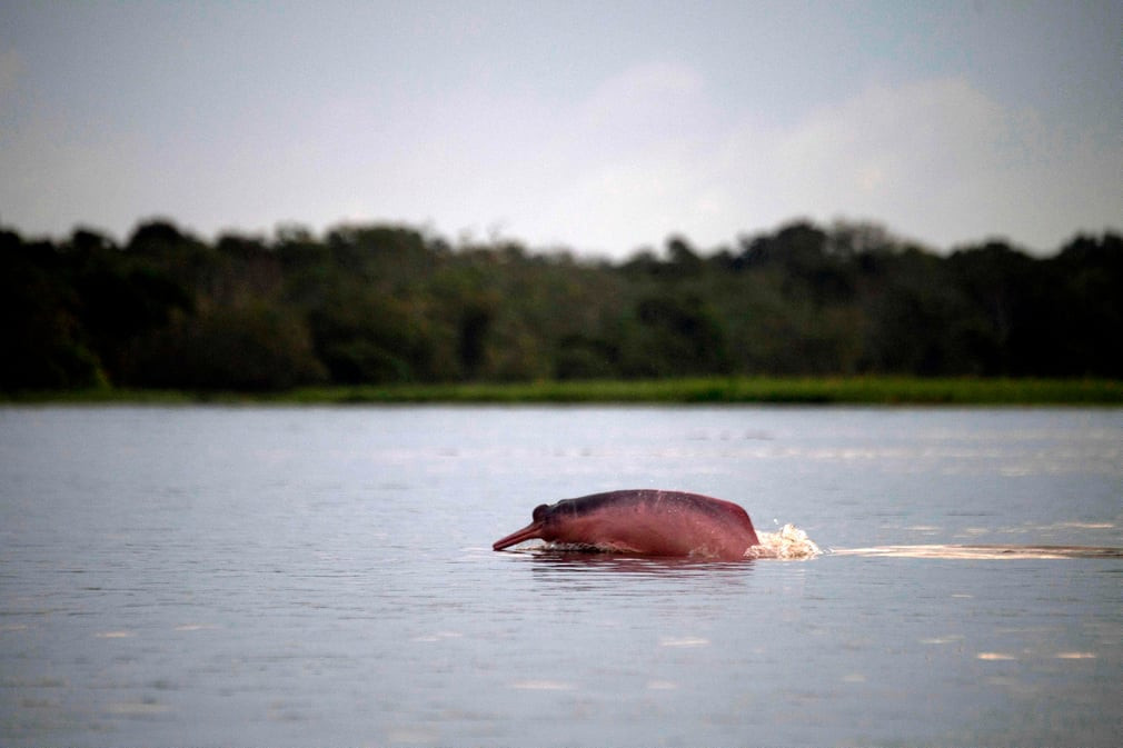 Cá heo hồng Amazon lao lên khỏi mặt nước dưới hồ Amana ở bang Amazonas, Brazil. (Nguồn Guardian)
