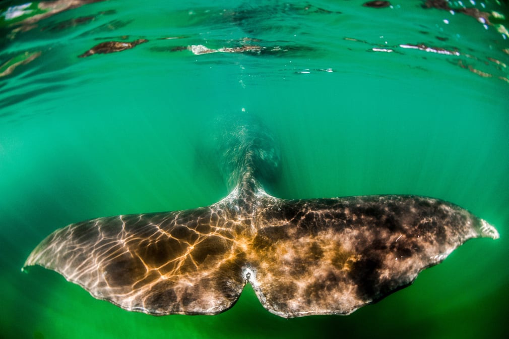 Cá voi đầu cong bơi ngoài khơi vịnh Vrangel ở vùng Viễn Đông, Nga. (Nguồn Guardian)