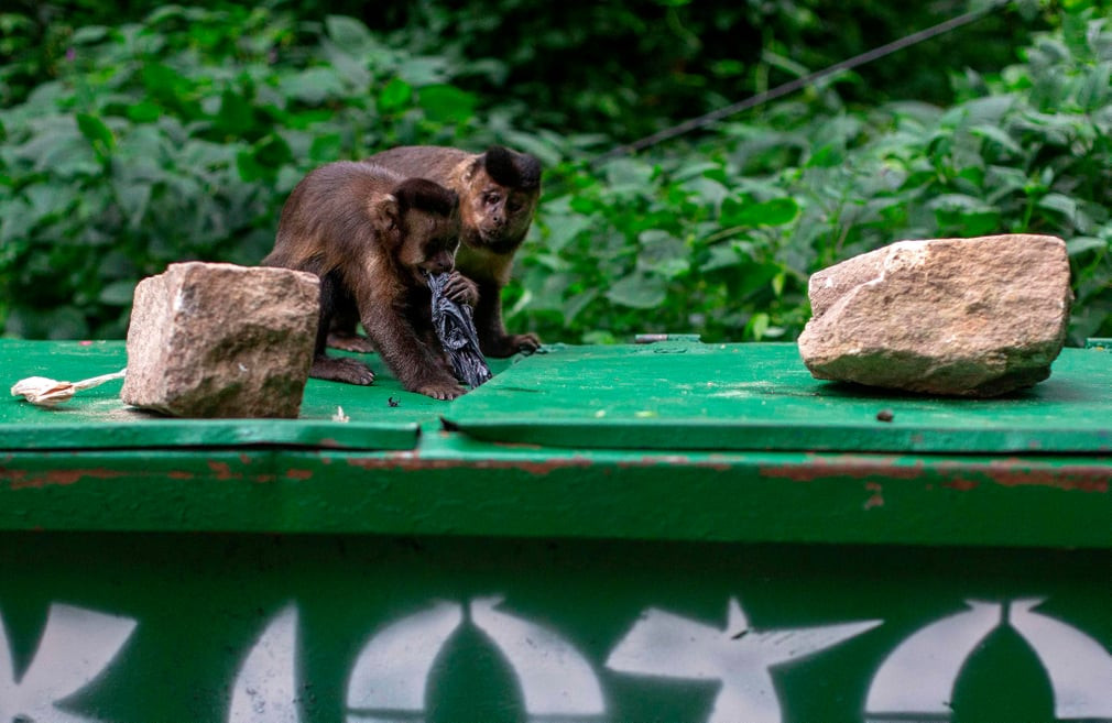 Hai con khỉ cố gắng lấy túi ni lông từ thùng rác trong công viên Parque Lage ở thành phố Rio de Janeiro, Brazil. (Nguồn Guardian)