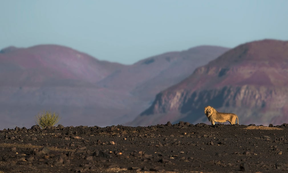 Con sư tử đực kiếm ăn trên sa mạc tại vùng Kunene, Namibia. (Nguồn Guardian)