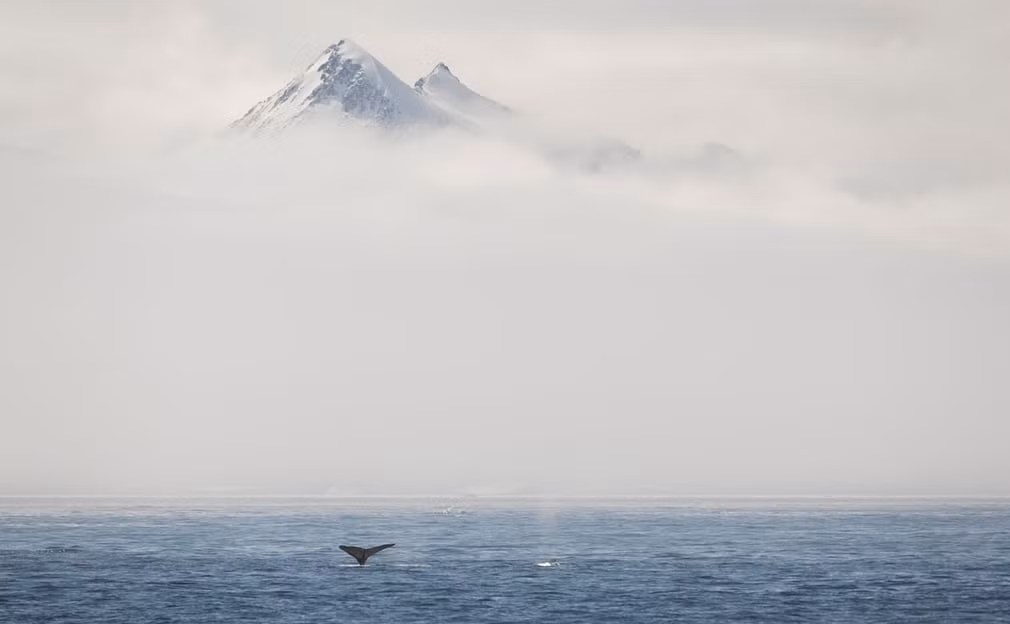 Những con cá voi lưng gù bơi lên mặt nước tại vịnh Hope ở Nam Cực. (Nguồn Guardian)