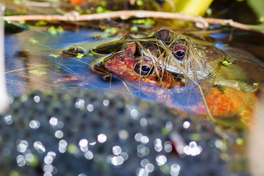 Cặp ếch "yêu đương" giữa đám trứng vào mùa xuân ở Hailsham, Anh. (Nguồn Guardian)