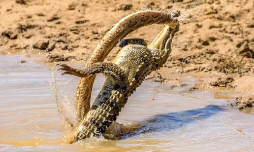 Hình ảnh động vật đẹp do nhiếp ảnh gia nghiệp dư Rishani Gunasinghe ghi lại cuộc chiến ác liệt giữa cá sấu và rắn hổ bướm khổng lồ dưới hố nước trong vườn quốc gia Yala, Sri Lanka. (Nguồn Guardian)