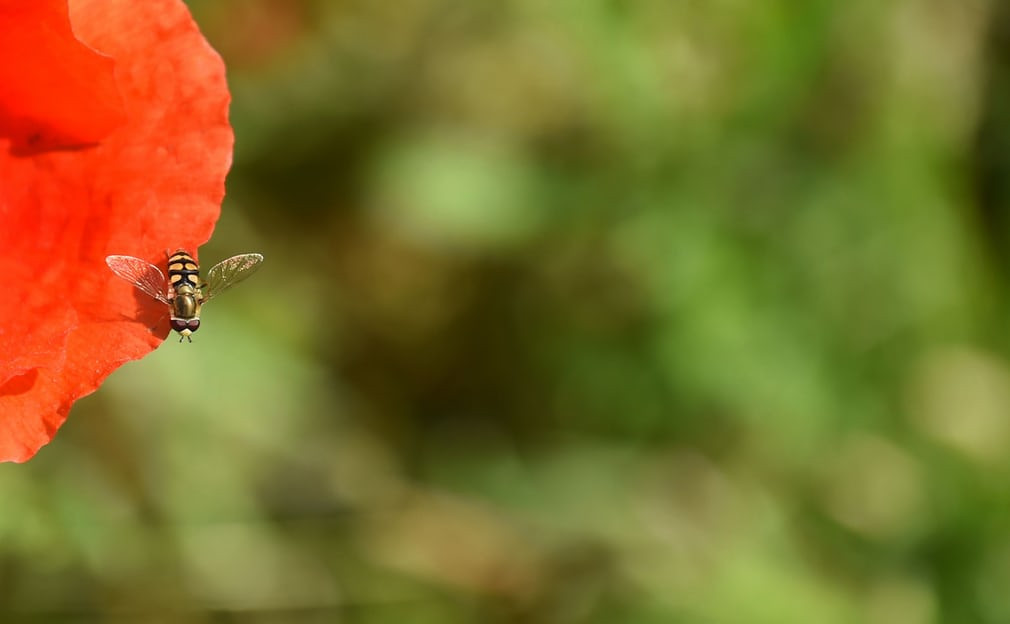 Ong hút mật hoa cây anh túc trên đồng cỏ tại ngôi làng Alling, vùng Bavarian, Đức. (Nguồn Guardian)