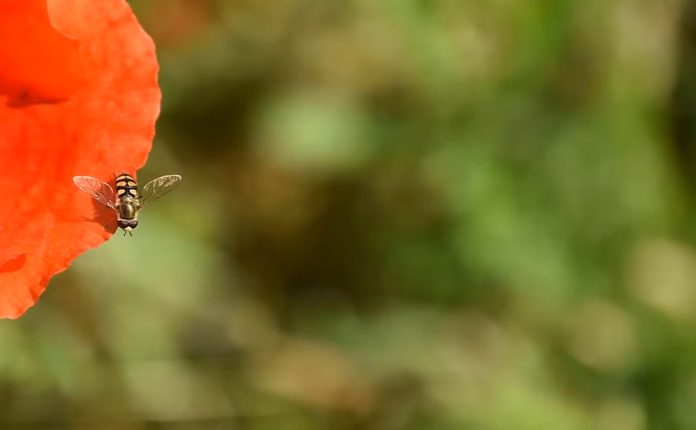 Ong hút mật hoa cây anh túc trên đồng cỏ tại ngôi làng Alling, vùng Bavarian, Đức. (Nguồn Guardian)