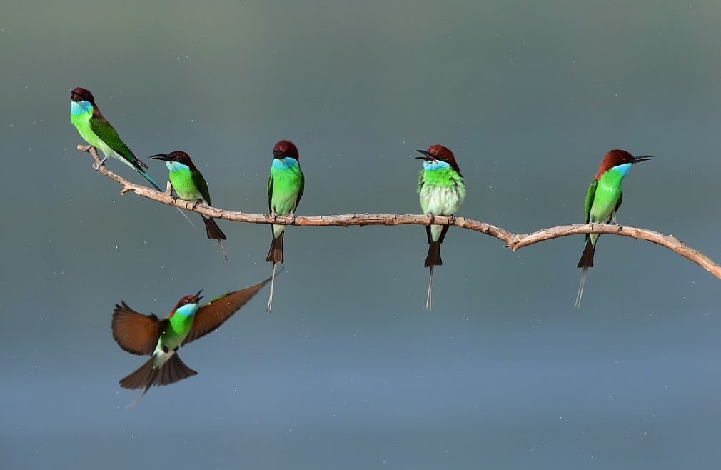 Chim ăn ong cổ xanh đậu trên cành cây tại thành phố Nam Bình, tỉnh Phúc Kiến, Trung Quốc. (Nguồn Guardian)