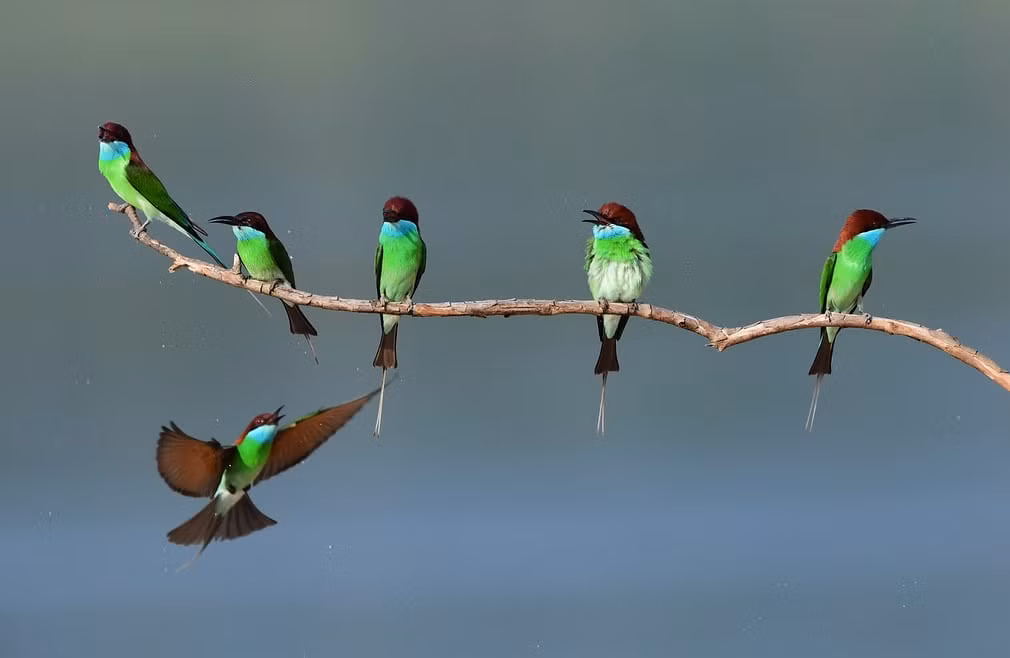Chim ăn ong cổ xanh đậu trên cành cây tại thành phố Nam Bình, tỉnh Phúc Kiến, Trung Quốc. (Nguồn Guardian)