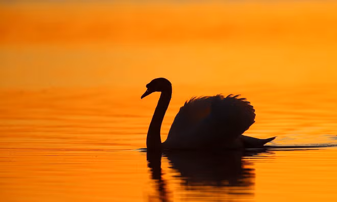 Thiên nga bơi trên hồ nước lúc hoàng hôn ở thị trấn Vileika, Belarus. (Nguồn Guardian)