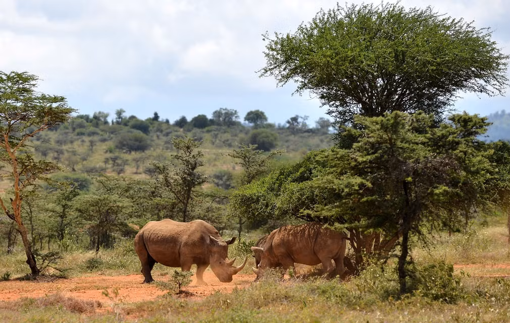 Hai con tê giác chiến đấu với nhau trong một vườn quốc gia ở Malawi. (Nguồn Guardian)