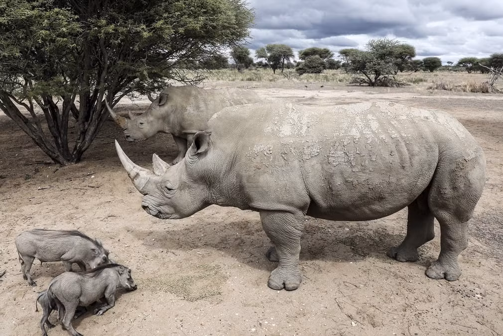 Lợn rừng đứng cạnh tê giác trắng trong khu bảo tồn động vật hoang dã ở Okapuka Ranch, Namibia. (Nguồn Guardian)