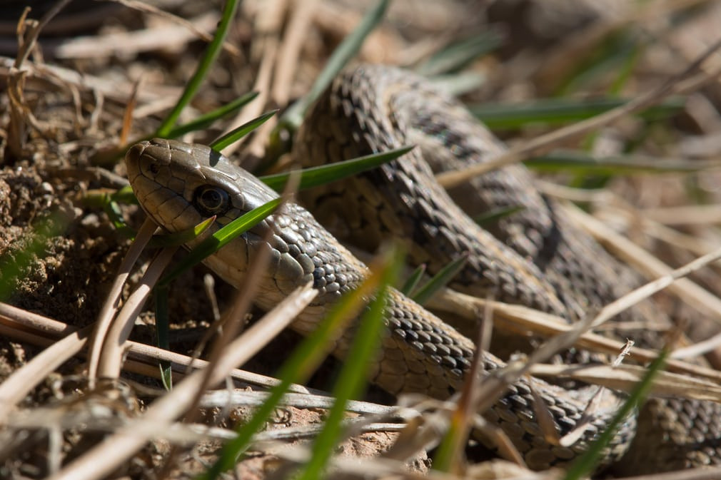 Rắn sọc dài bắt đầu ra ngoài kiếm ăn sau kỳ ngủ đông ở hạt Jefferson thuộc bang Colorado, Mỹ. (Nguồn Guardian)