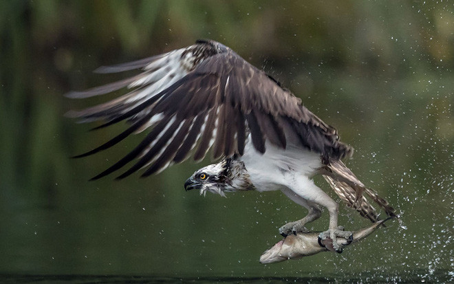 Nhiếp ảnh gia Jamie MacArthur, 52 tuổi, ghi lại khoảnh khắc chim ưng biển săn cá dưới hồ ở Scotland.