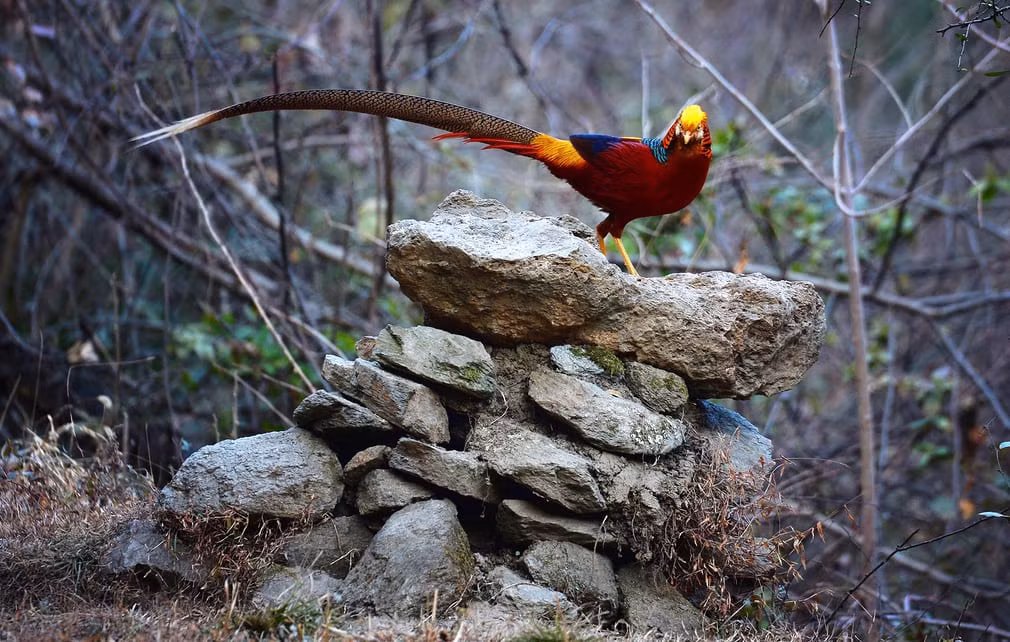  Ảnh động vật tuần đẹp ghi cảnh gà lôi đứng trên những hòn đá gần thị trấn Long Đình ở Thiểm Tây, Trung Quốc. (Nguồn Guardian)