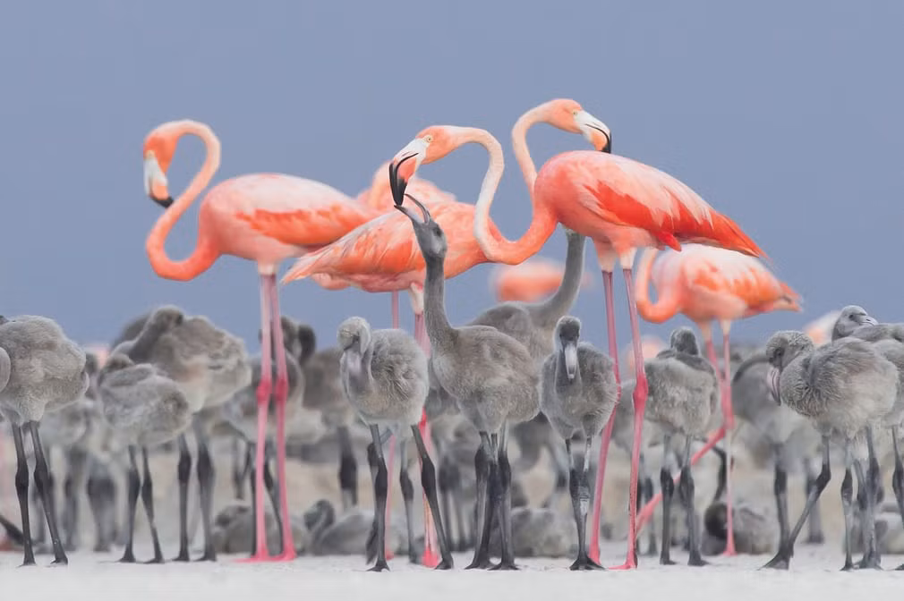 Chim hồng hạc cho đàn con ăn ở Alejandro Prieto Rojas, Mexico. (Nguồn Guardian)