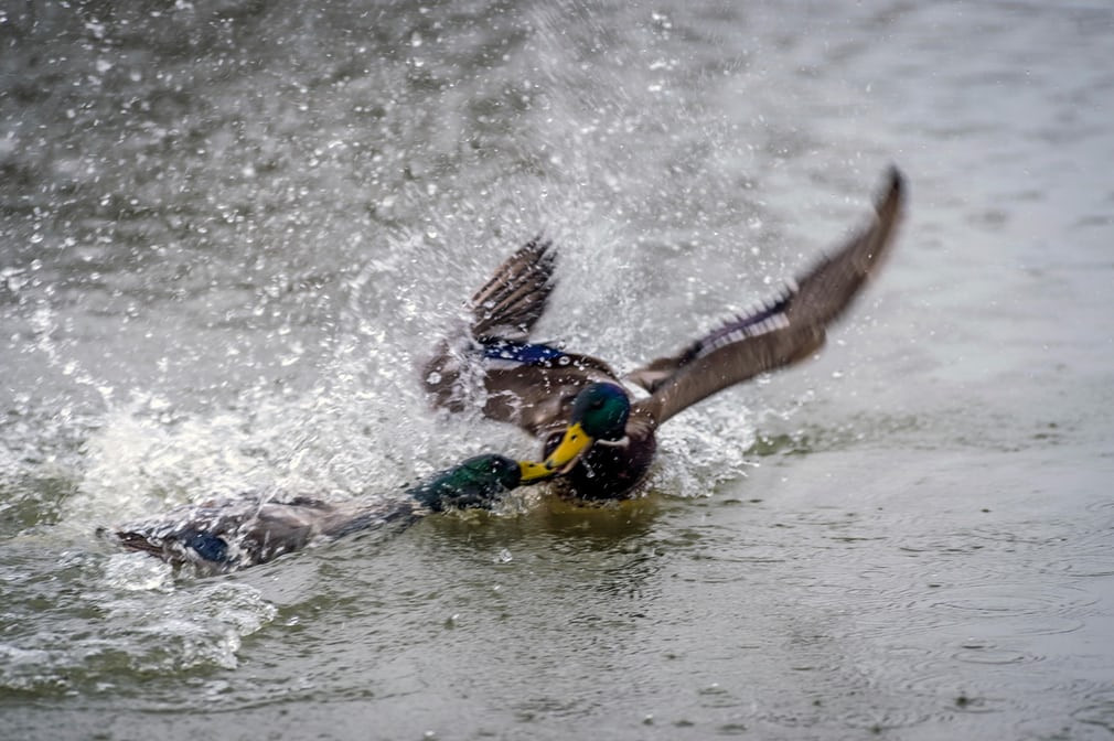  Ảnh động vật tuần ấn tượng ghi cảnh cặp vịt trời đánh nhau dưới hồ nước ở Melton Mowbray, Leicestershire, Anh. (Nguồn Guardian)
