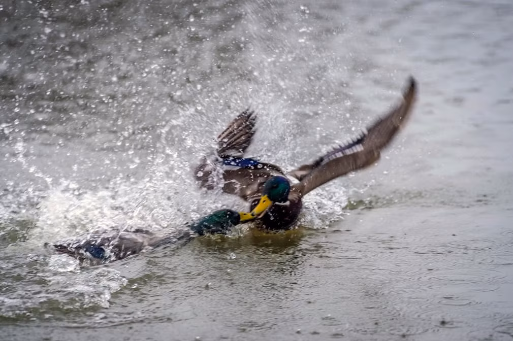  Ảnh động vật tuần ấn tượng ghi cảnh cặp vịt trời đánh nhau dưới hồ nước ở Melton Mowbray, Leicestershire, Anh. (Nguồn Guardian)