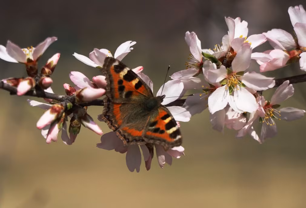 Bướm hút phấn hoa hạnh nở rộ ở Srinagar, Ấn Độ. (Nguồn Guardian)