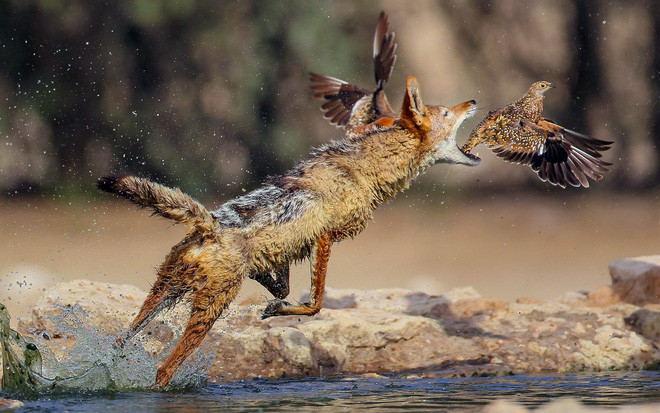 Chó hoang săn chim tại một hố nước trong vườn quốc gia Kgalagadi nằm giữa biên giới Nam Phi và Botswana. (Nguồn Guardian)