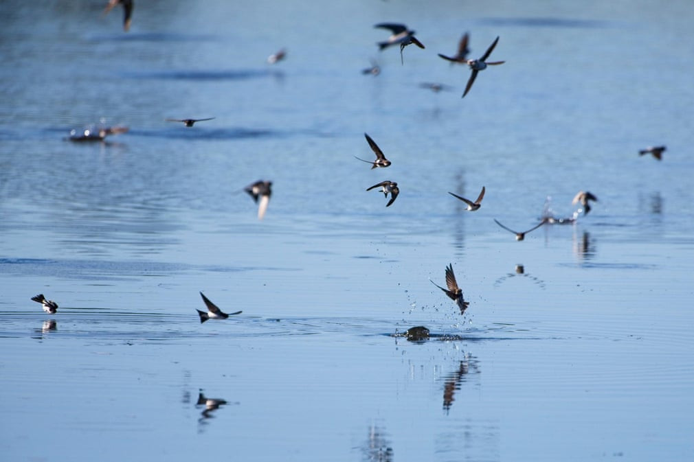 Đàn chim nhạn ăn côn trùng trên mặt nước ở East Sussex, Anh. (Nguồn Guardian)